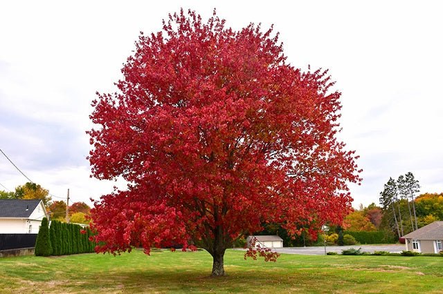 Arce rojo - Acer rubrum - El Nou Garden
