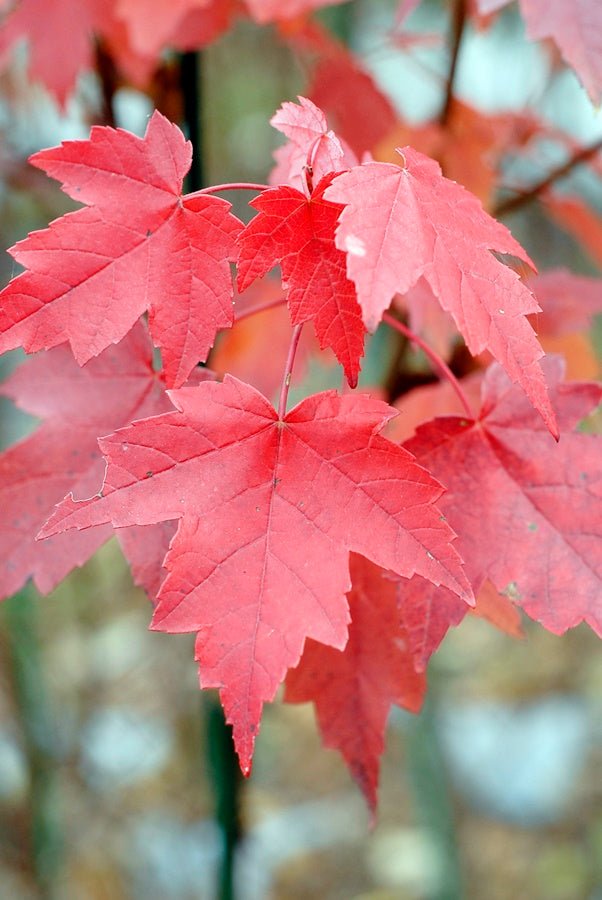 Arce rojo - Acer rubrum - El Nou Garden
