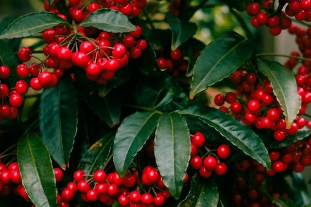 Ardisia - Ardisia crenata - El Nou Garden