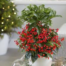 Ardisia - Ardisia crenata - El Nou Garden