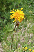 Arnica - Arnica montana - Semillas - El Nou Garden