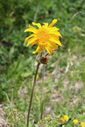 Arnica - Arnica montana - Semillas - El Nou Garden