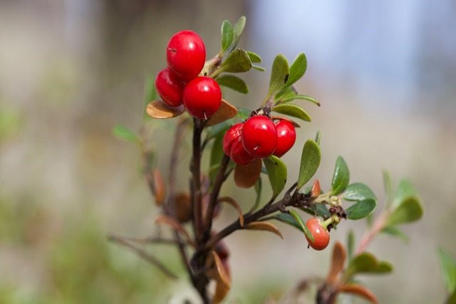 Aronia - Aronia arbutifolia Brillantissima - El Nou Garden