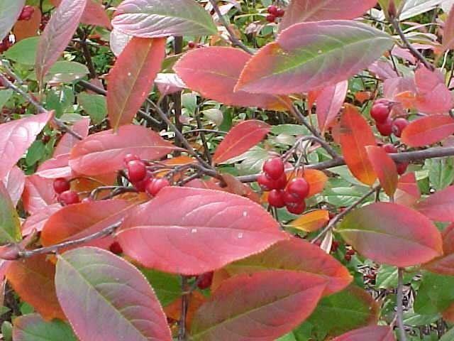 Aronia - Aronia arbutifolia Brillantissima - El Nou Garden
