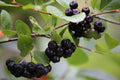 Aronia Nero - Aronia melanocarpa - El Nou Garden