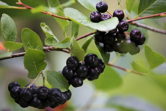 Aronia Nero - Aronia melanocarpa - El Nou Garden