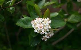 Aronia Nero - Aronia melanocarpa - El Nou Garden