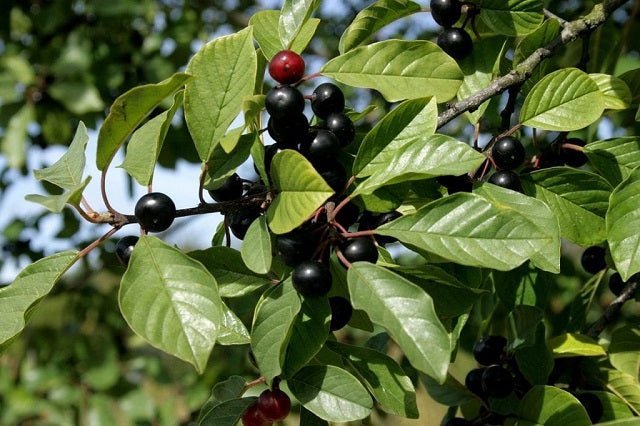 Arraclán - Rhamnus frangula - El Nou Garden