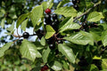 Arraclán - Rhamnus frangula - El Nou Garden