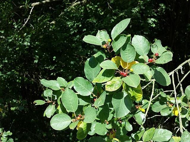 Arraclán - Rhamnus frangula - El Nou Garden