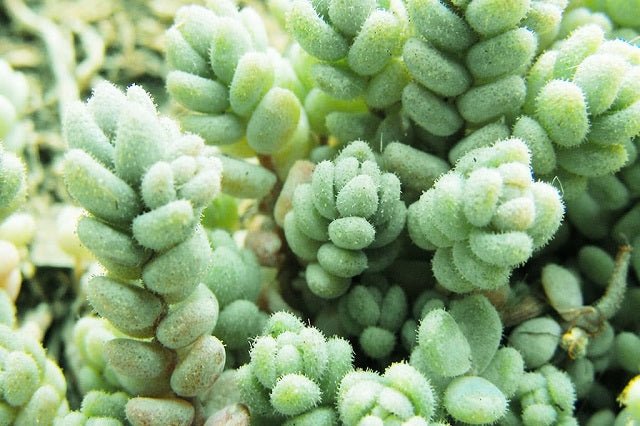 Arrocetas - Sedum dasyphyllum - El Nou Garden