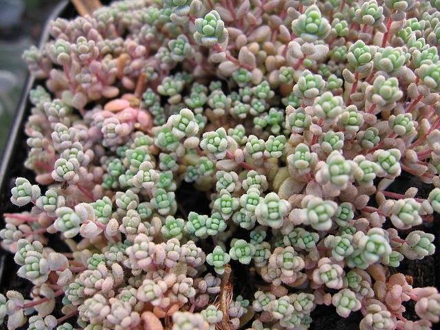 Arrocetas - Sedum dasyphyllum - El Nou Garden