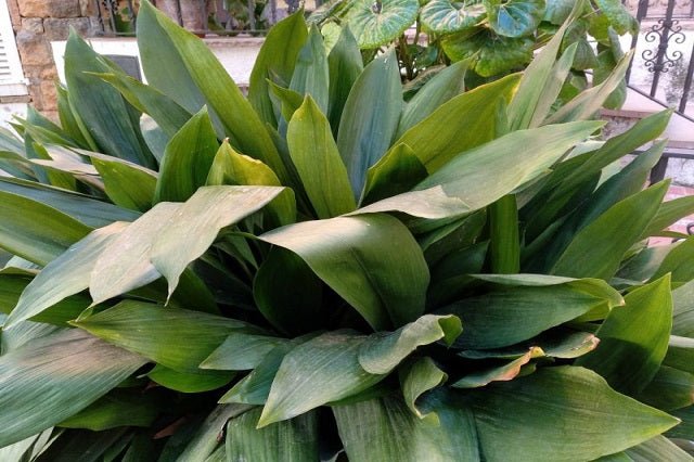 Aspidistra - Aspidistra elatior - El Nou Garden