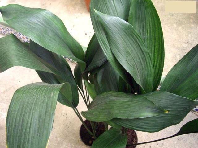 Aspidistra - Aspidistra elatior - El Nou Garden