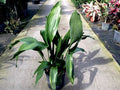 Aspidistra - Aspidistra elatior - El Nou Garden