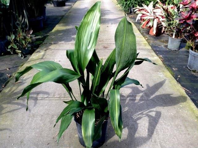 Aspidistra - Aspidistra elatior - El Nou Garden