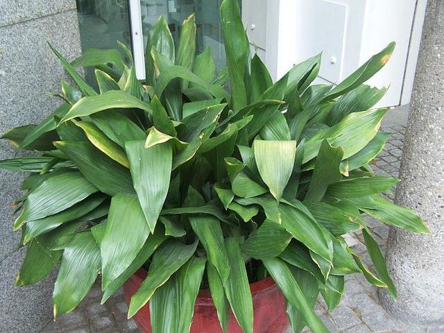 Aspidistra - Aspidistra elatior - El Nou Garden
