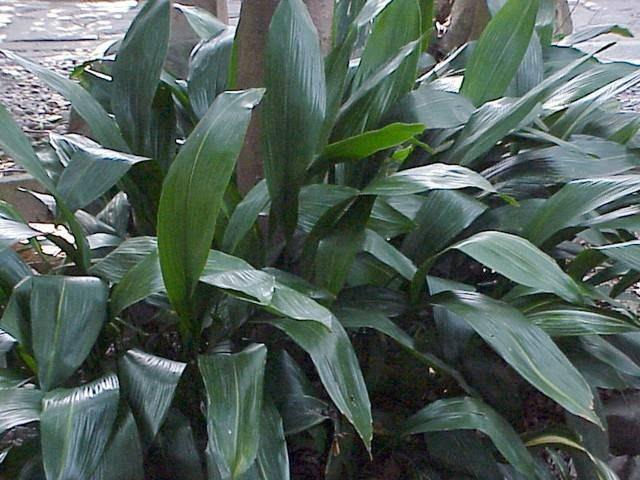 Aspidistra - Aspidistra elatior - El Nou Garden