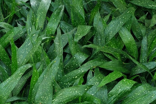 Aspidistra Milky Way - Aspidistra elatior - El Nou Garden