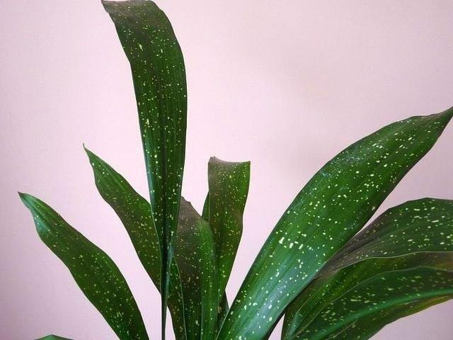 Aspidistra Milky Way - Aspidistra elatior - El Nou Garden