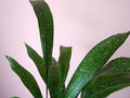 Aspidistra Milky Way - Aspidistra elatior - El Nou Garden