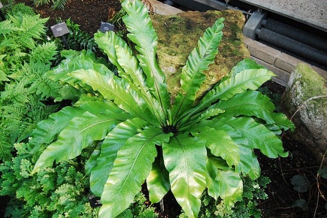 Asplenio - Asplenium nidus - El Nou Garden