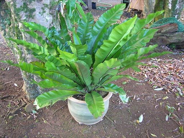 Asplenio - Asplenium nidus - El Nou Garden