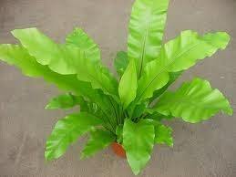Asplenio - Asplenium nidus - El Nou Garden
