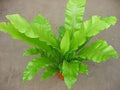 Asplenio - Asplenium nidus - El Nou Garden