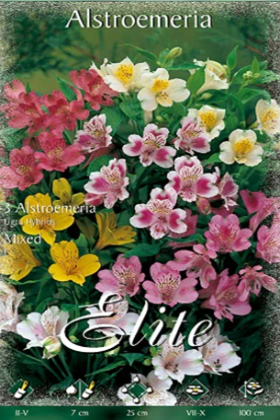 Astromelia híbrida - Alstroemeria hybrida - Bulbos - El Nou Garden