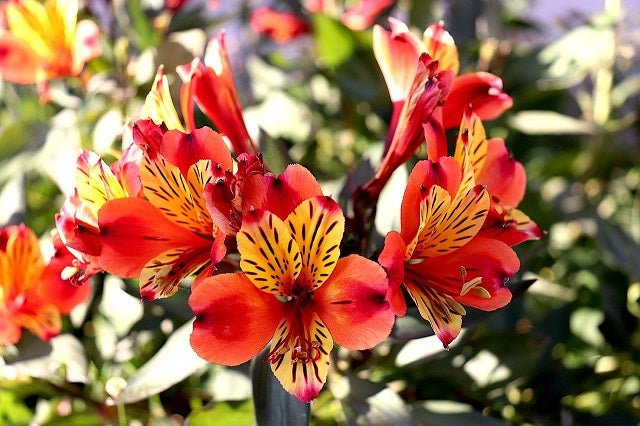 Astromelia híbrida - Alstroemeria hybrida - El Nou Garden