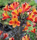Astromelia híbrida - Alstroemeria hybrida - El Nou Garden