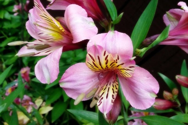 Astromelia Princess - Alstroemeria hybrida - El Nou Garden