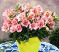 Astromelia Princess - Alstroemeria hybrida - El Nou Garden