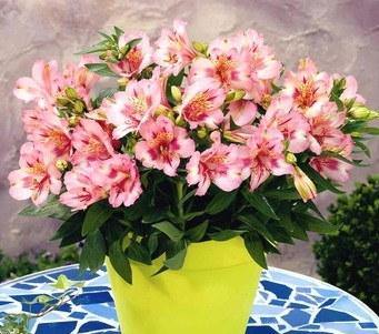 Astromelia Princess - Alstroemeria hybrida - El Nou Garden