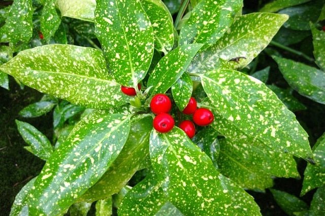 Aucuba Crotonifolia - Aucuba japonica - El Nou Garden