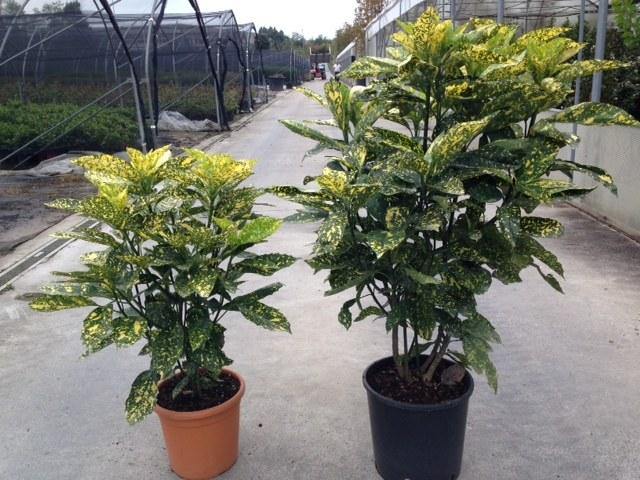 Aucuba Crotonifolia - Aucuba japonica - El Nou Garden