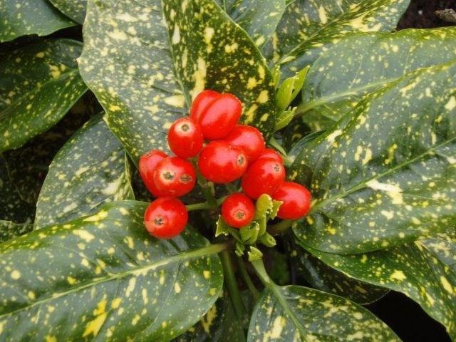 Aucuba Crotonifolia - Aucuba japonica - El Nou Garden