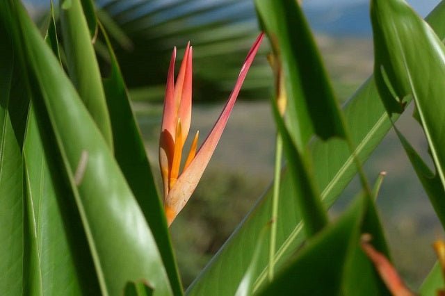 Avecilla - Heliconia psittacorum - El Nou Garden
