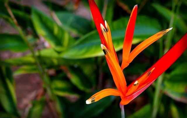 Avecilla - Heliconia psittacorum - El Nou Garden