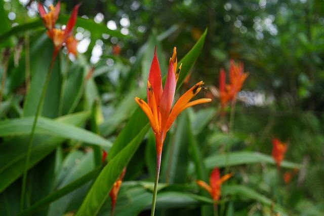 Avecilla - Heliconia psittacorum - El Nou Garden