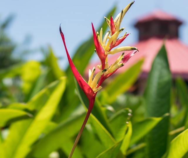 Avecilla - Heliconia psittacorum - El Nou Garden