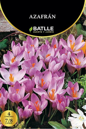 Azafrán - Crocus sativus - Bulbos - Batlle - El Nou Garden