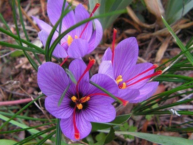 Azafrán - Crocus sativus - Bulbos - Batlle - El Nou Garden