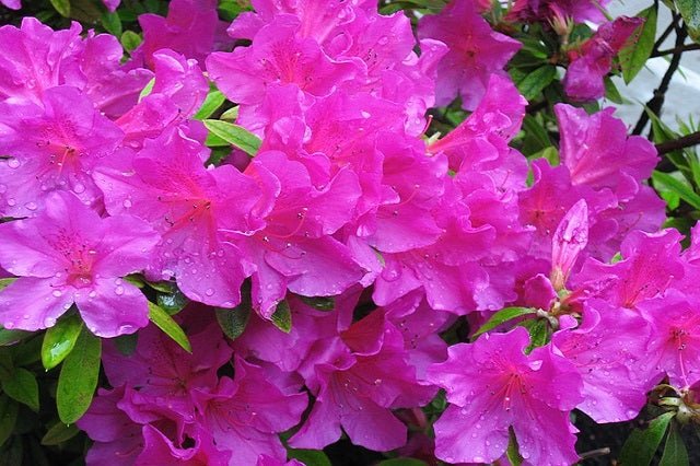 Azalea - Azalea japonica - El Nou Garden