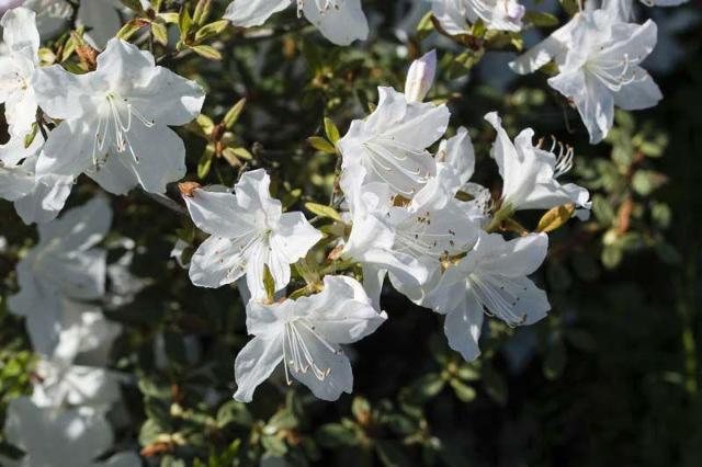 Azalea - Azalea japonica - El Nou Garden