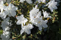 Azalea - Azalea japonica - El Nou Garden