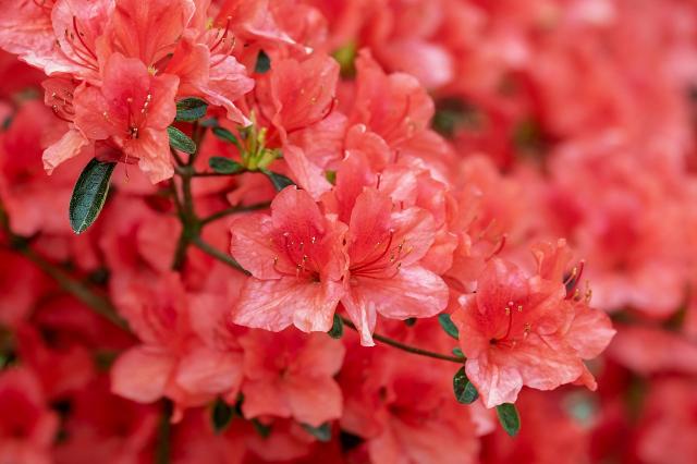 Azalea - Azalea japonica - El Nou Garden