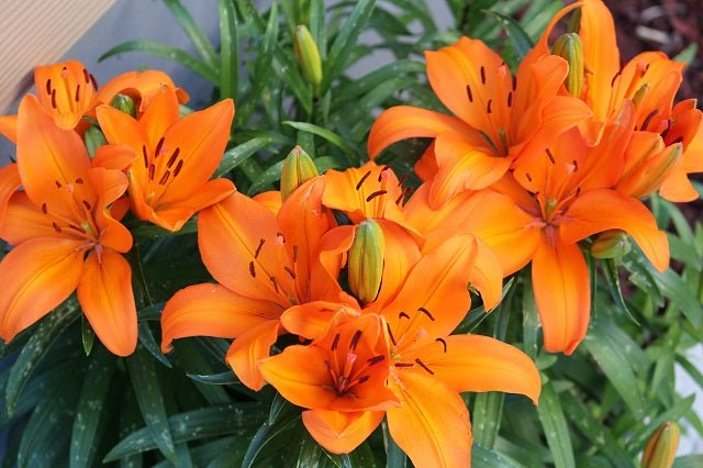 Azucena - Lilium - El Nou Garden