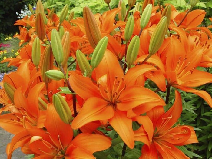 Azucena - Lilium - El Nou Garden